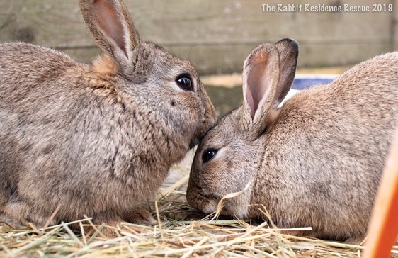 Female rabbit best sale in heat